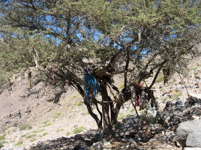 Acacia tree campsite, Oman
